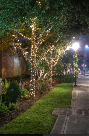 string lights wrapped around trees along a sidewalk