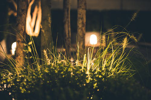 garden lights in the grass